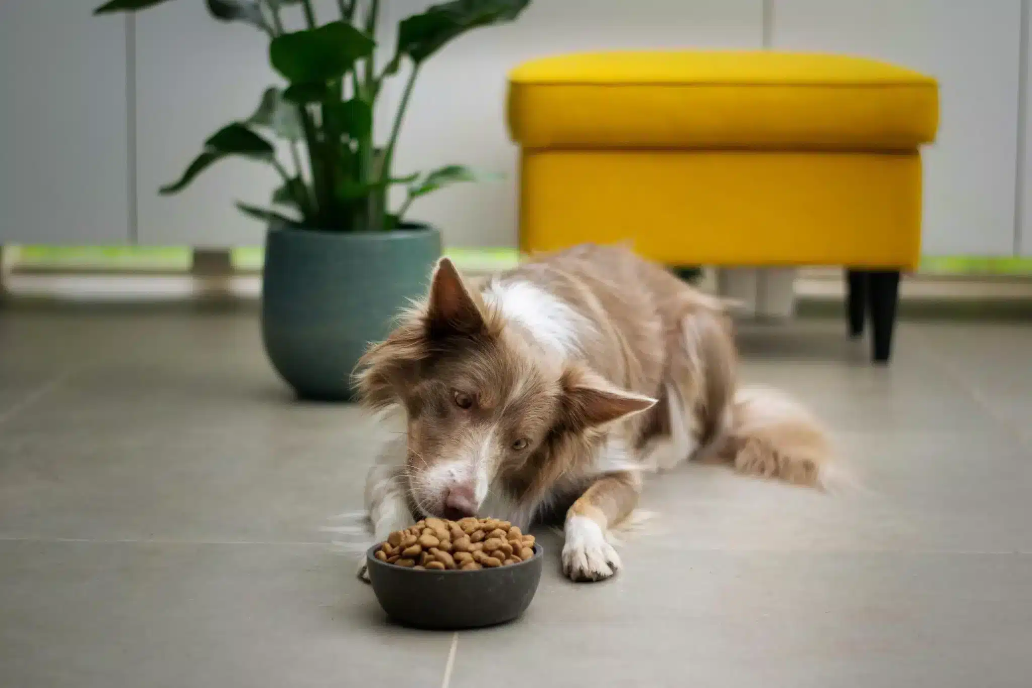 A brown and white dog lying on a tile floor, eating from a bowl filled with kibble, with a potted plant and a yellow ottoman in the background.