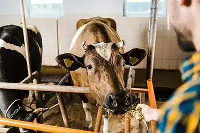 cropped-image-of-farmer-feeding-cow-with-hay-in-stable